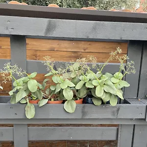 Casa Sivori Sul Di Garda Con Ampio Giardino Apartment